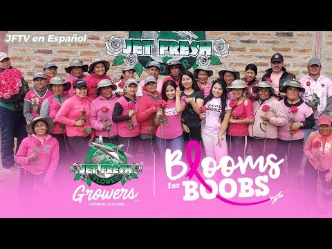 JFTV en Español: Jet Fresh Flower Growers - Breast Cancer Awareness Month #BloomsForBoobs