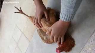 Reaksi Hewan (Ayam & Kambing) Saat Mendengar Nama Allah, Subhanallah
