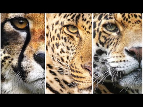 QUAIS AS DIFERENÇAS ENTRE OS GUEPARDOS, LEOPARDOS E ONÇAS-PINTADAS?