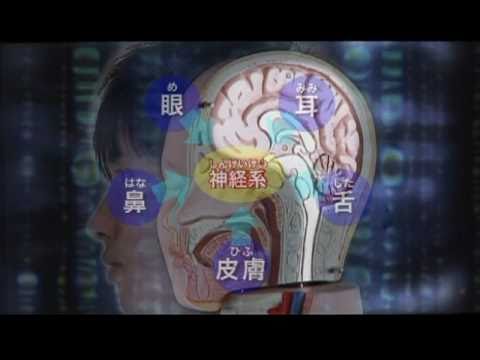 資料篇～人体のふしぎ～(2)神経