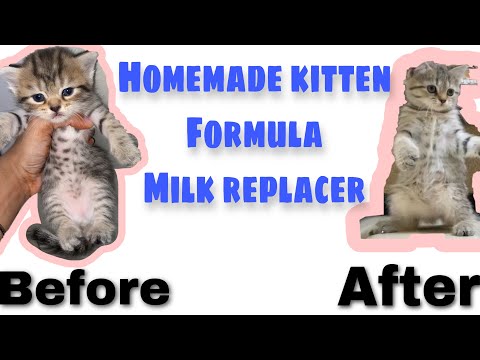 Homemade formulated milk result |best milk gor new born kittens |healthy growth |persian cat kittens