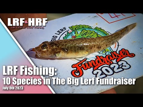 LRF Fishing: The Big Lerf Fundraiser 2023 - My 10 Species Session Around Plymouth