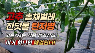 고추 곁순 제거 방법과 이유 고추 탄저병 총채벌레와 진딧물 한번에 잡자