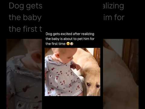 Dog gets excited after realizing the baby is about to pet him for the first time🥹🐶