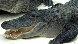 preview picture of video 'EVERGLADES ALLIGATOR FARM State of Florida USA Farma aligatorów na Florydzie PANIE SZTYKIEL'