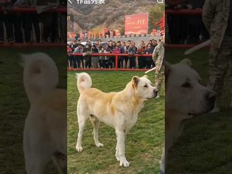 POWERFUL AND BEAUTIFUL VOLKODAV