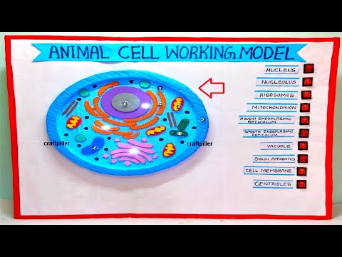 brain working model 3d science project for exhibition in simple and easy diy parts craftpiller