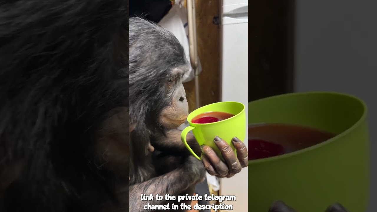 Как мы Доехали до Алматинского Цирка Вместе с Шимпанзе?