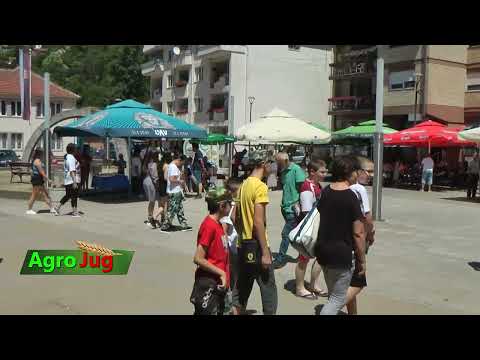 Uspešno održana manifestacija Dani borovnice u Crnoj Travi