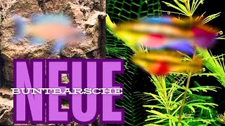 Forgotten treasures of aquariums: 2 cichlid species you should know!
