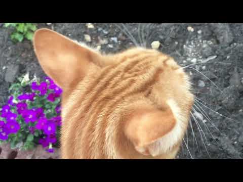 Video thumbnail for a soundtrack to my life