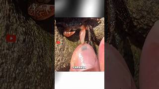 Download lagu Kepiting Gokil! Jadi Tukang Spa di Pantai.#KepitingSpa #FaktaUnik mp3