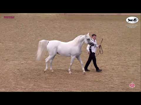 N 362 D JALEEL   Doha International Arabian Horse Show 2023   Stallions 7 10 Years Old Class 11