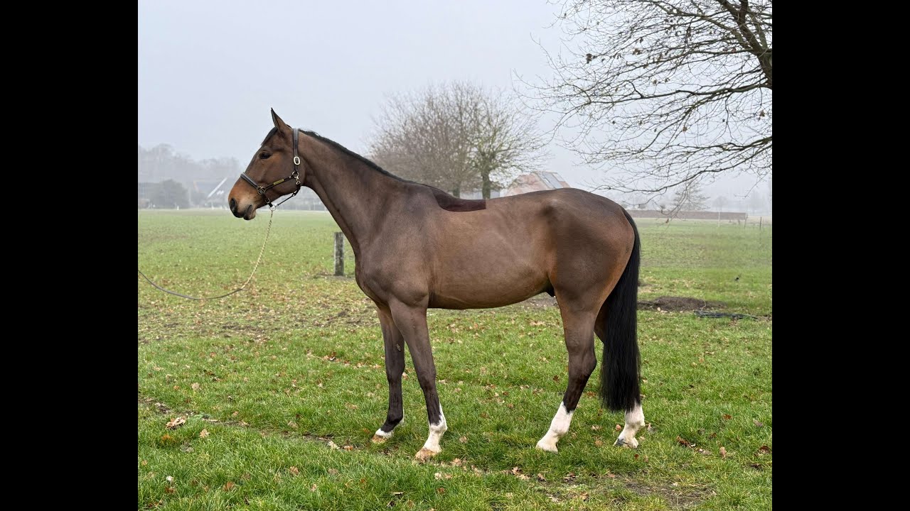 Paramount Maverick S ☆ (LORETTO VDL x PADINUS) video 1