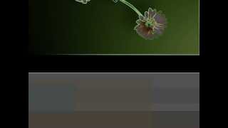 ASS'S 9 DAYS -  Flowers Of Hate