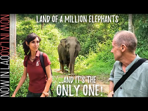 BACK TO THE WILD - Um documentário agora no Laos | Agora no Laos