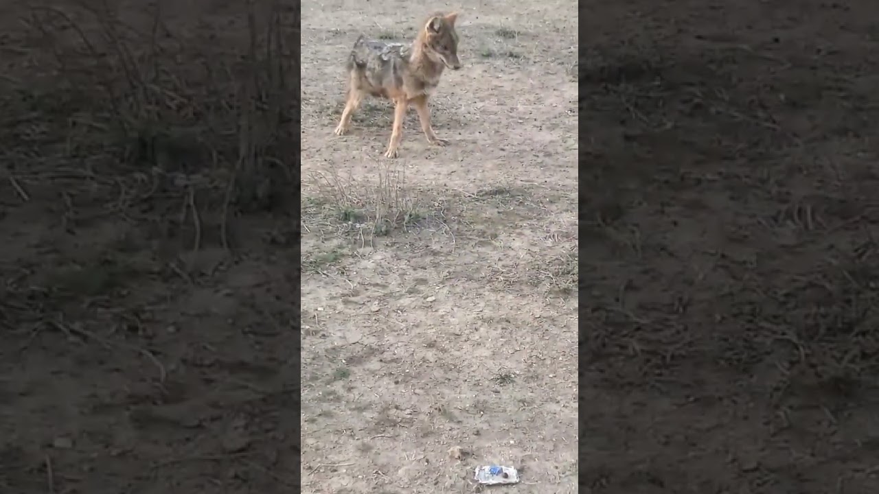 temudan gələn canavar🫎