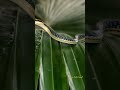 5 Shocking Facts About The Komberi Silent Snake That Watches The Corpse Burn Shorts