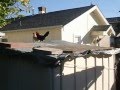 Chickens On My Roof