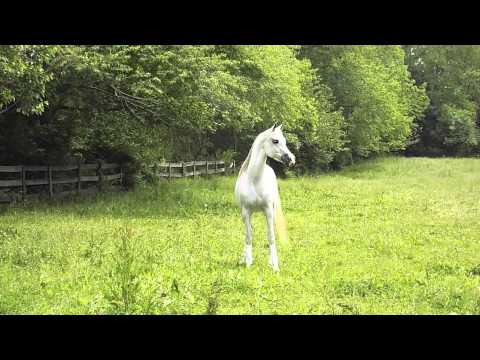 Avalanche KD ARABIAN GREY