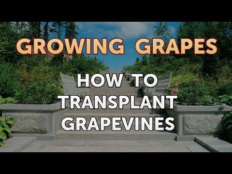 What Type of Fertilizer to Use on Grape Vines