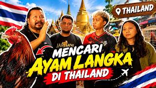 Download lagu HUNTING FOR RARE CHICKENS IN THAILAND - PART 3 mp3 Download lagu HUNTING FOR RARE CHICKENS IN THAILAND - PART 3 mp3