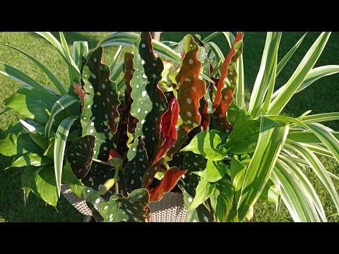 Rośliny na wakacjach, czyli jak rośliny domowe spędzają lato na dworze 💚🍀