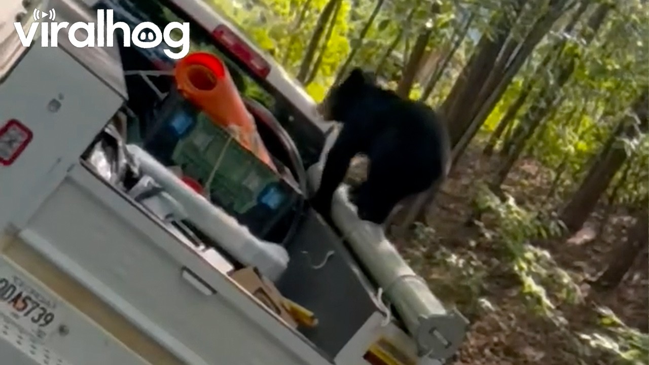 Bear Steals Coworker's Lunchbox || ViralHog