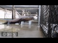 California Sea Lion Dances Boogie Wonderland