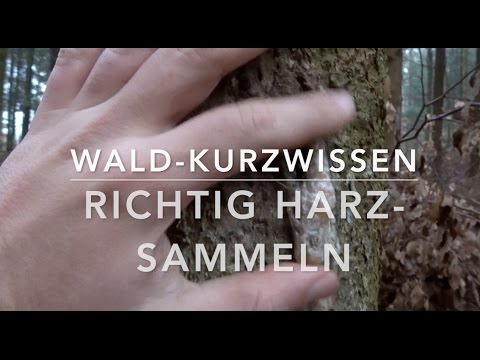 Proper resin collection (brief forest knowledge)