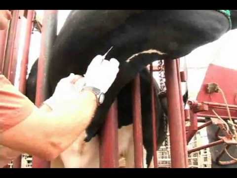 Administering IV Medications to Dairy Cows