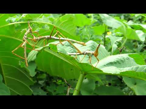 Algodão de Jandaíra e as belezas da natureza