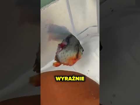 Była Do Połowy Zjedzona…😭🐟