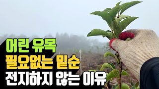 어린 유목 필요없는 밑순 전지하지 않는 이유 | 나무대장