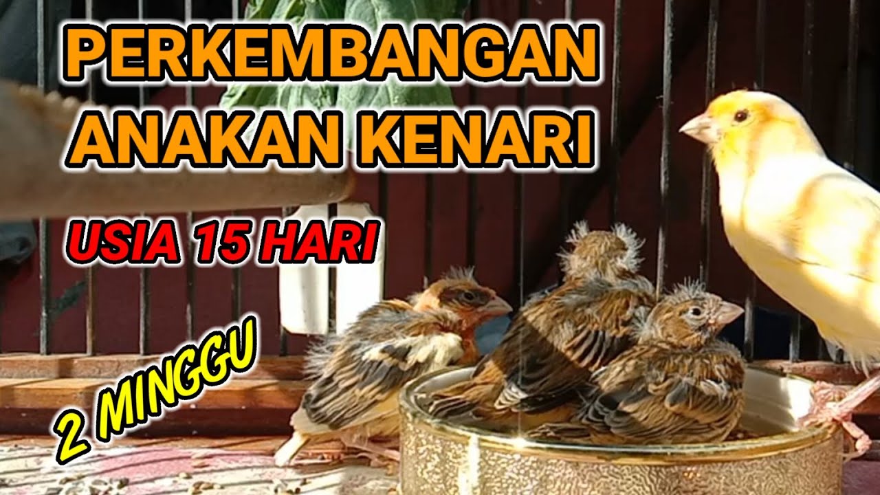 Putar video REVIEW ANAK KENARI USIA 2 MINGGU - perkembangan anakan kenari sekarang REVIEW ANAK KENARI USIA 2 MINGGU - perkembangan anakan kenari