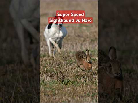Super Speed Racing Sighthound vs Brown Hare Rabbit @ExplorePotohar