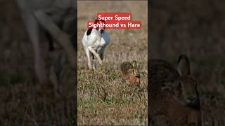 Download lagu Super Speed Racing Sighthound vs Brown Hare Rabbit @ExplorePotohar mp3