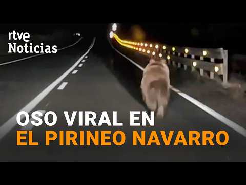 Observen un ós corrent de matinada a la NA-140 de Navarra