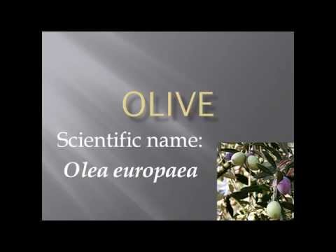 Pronunciation, Picture and Scientific name of fruit OLIVE