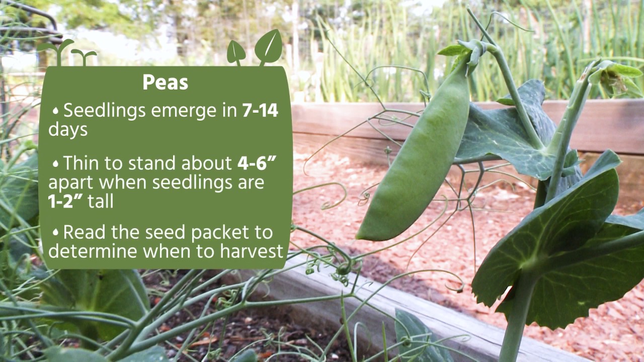 How To Direct Sow Peas