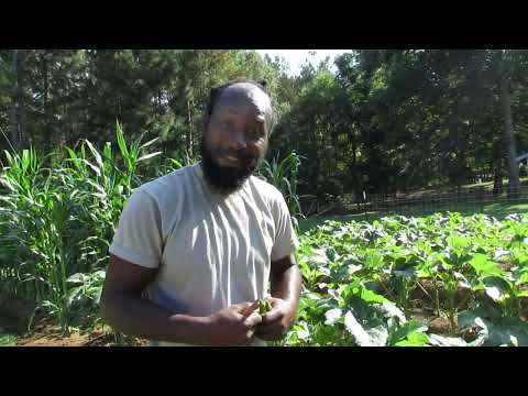 How and Why you should Prune your Okra
