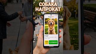 Аренда друга на час #китай #шортс #shorts