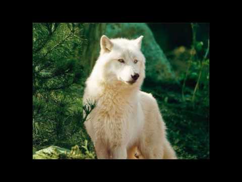 CHAVENeeZ ~ Lakota Lullaby