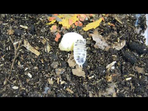 Haltungstipps für die Porcellio laevis/ Dalmatiner-Panda Assel