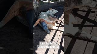 Download lagu Sapi Brahman Cross melahirkan anak pertama #shorts #peternak #sapi #cow mp3