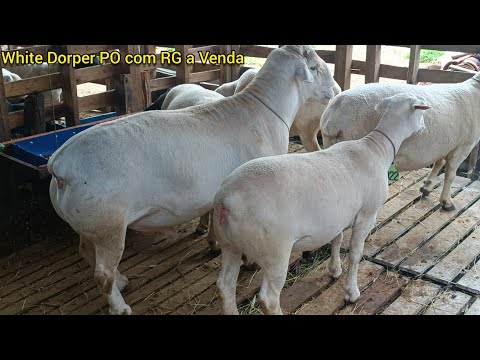 , title : 'Animais White Dorper PO Registrados a venda qualquer dúvida falar com Marquinhos das Dorper. 👆🏻🐑💥✅'