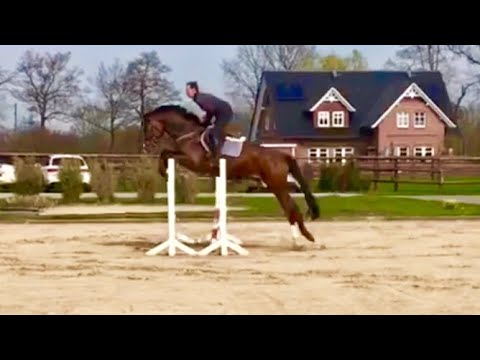 Dinado of 2015 by Dinken x Contender x Landgraf