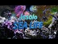 Lido Di Jesolo Sea Life Aquarium
