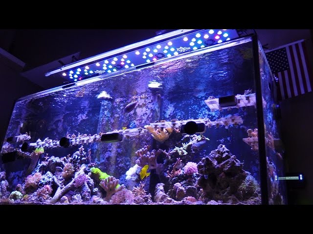 120G SALTWATER AQUARIUM DO YOU EVEN REEF BRO?!  CORAL REEF TANK LPS SPS ZOAS UPDATE