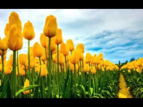 Como El Viento Sobre El Mar 🍃🌻🍃 Roberto Orellana